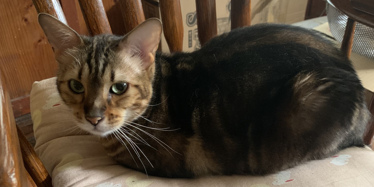 いなほのカオス1