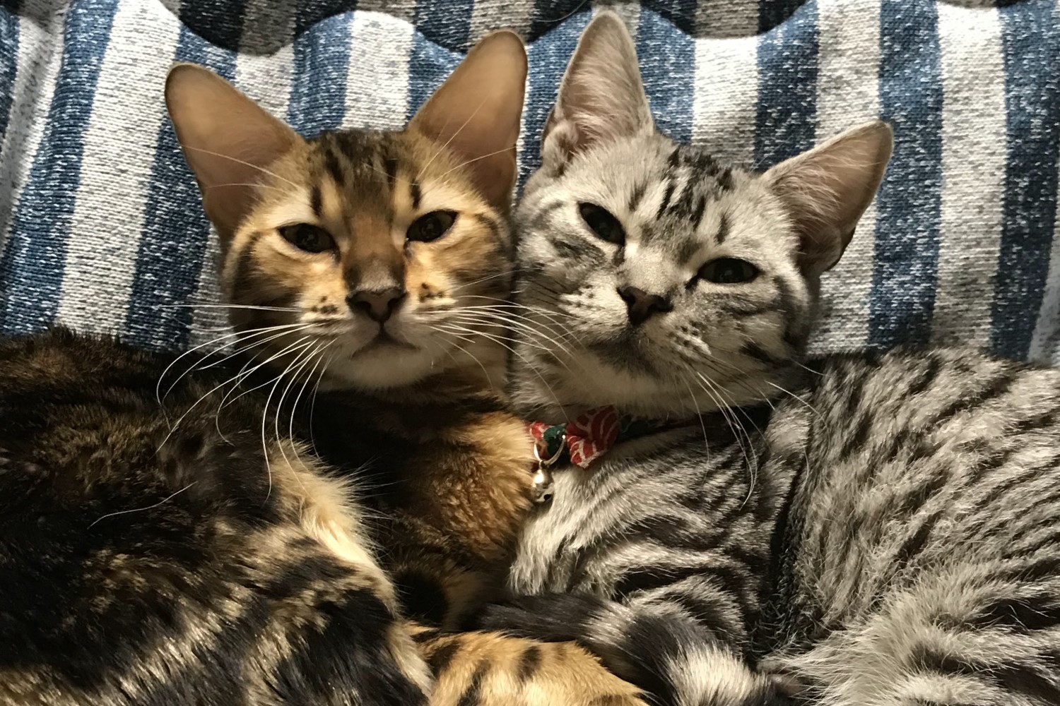 いなほのカオス4