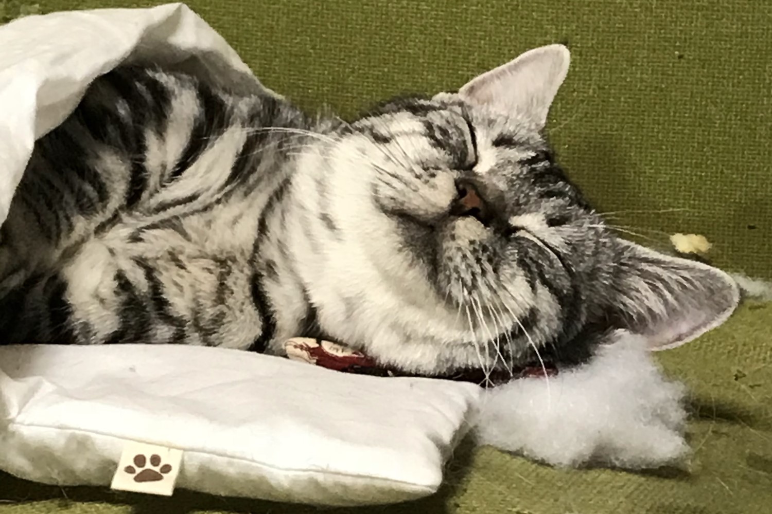 むぎ丸の元気な日常3