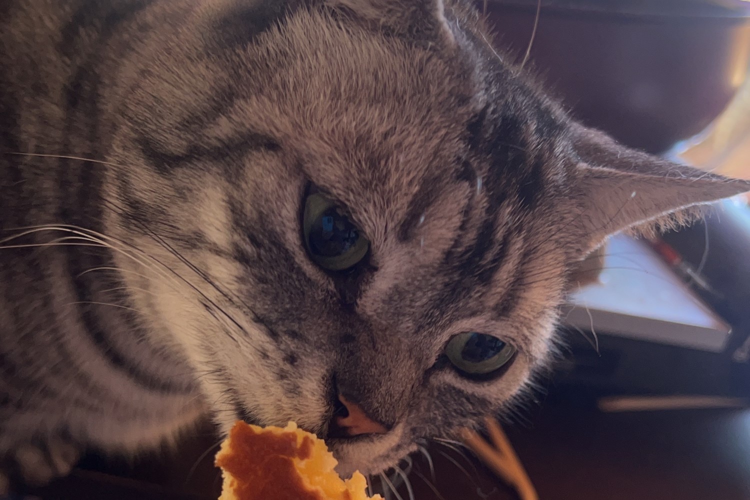 むぎ丸の元気な日常1