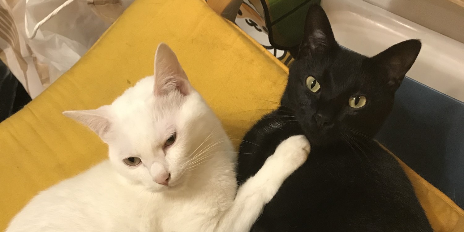 ノーチカの美しい瞬間2