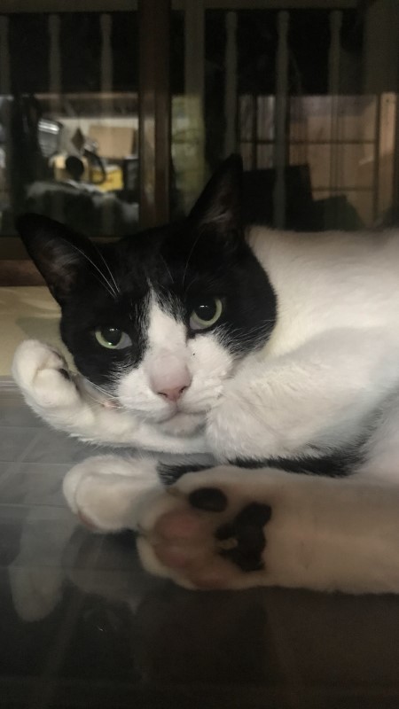 しーちゃんの威厳1