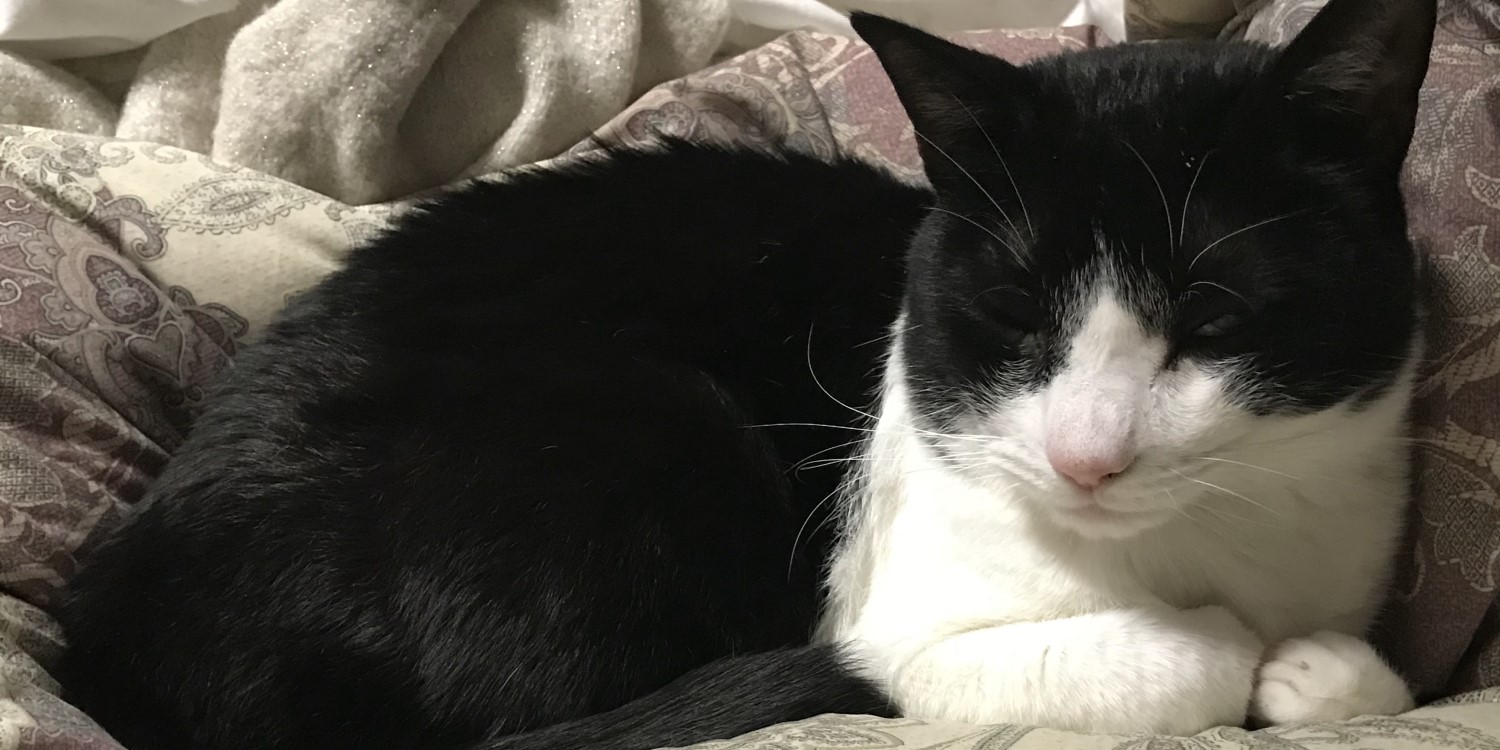 しーちゃんの威厳2