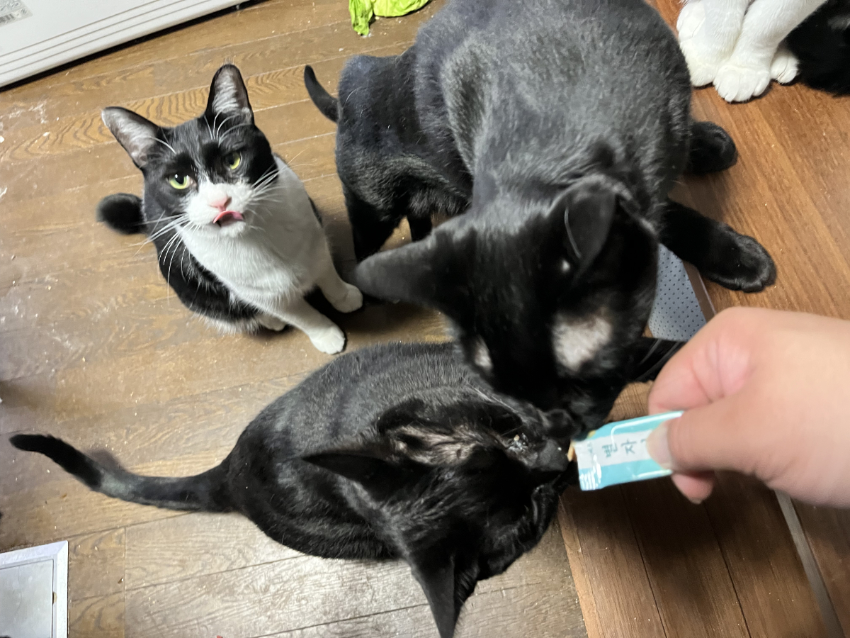 クロネコに人気