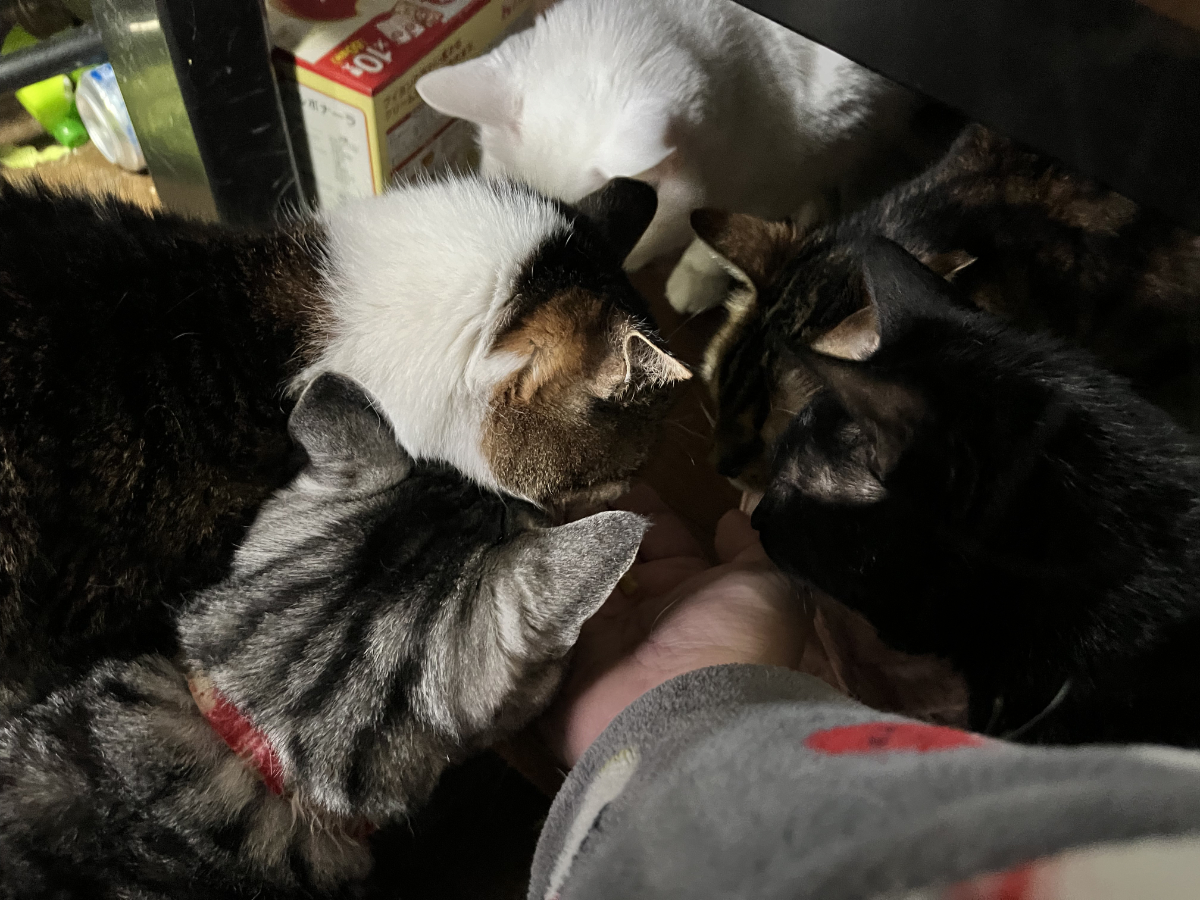 猫たちの群がり