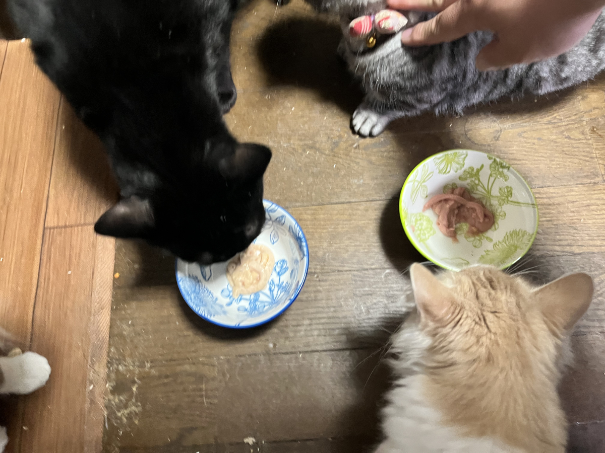 塩が謎ちゅーるに