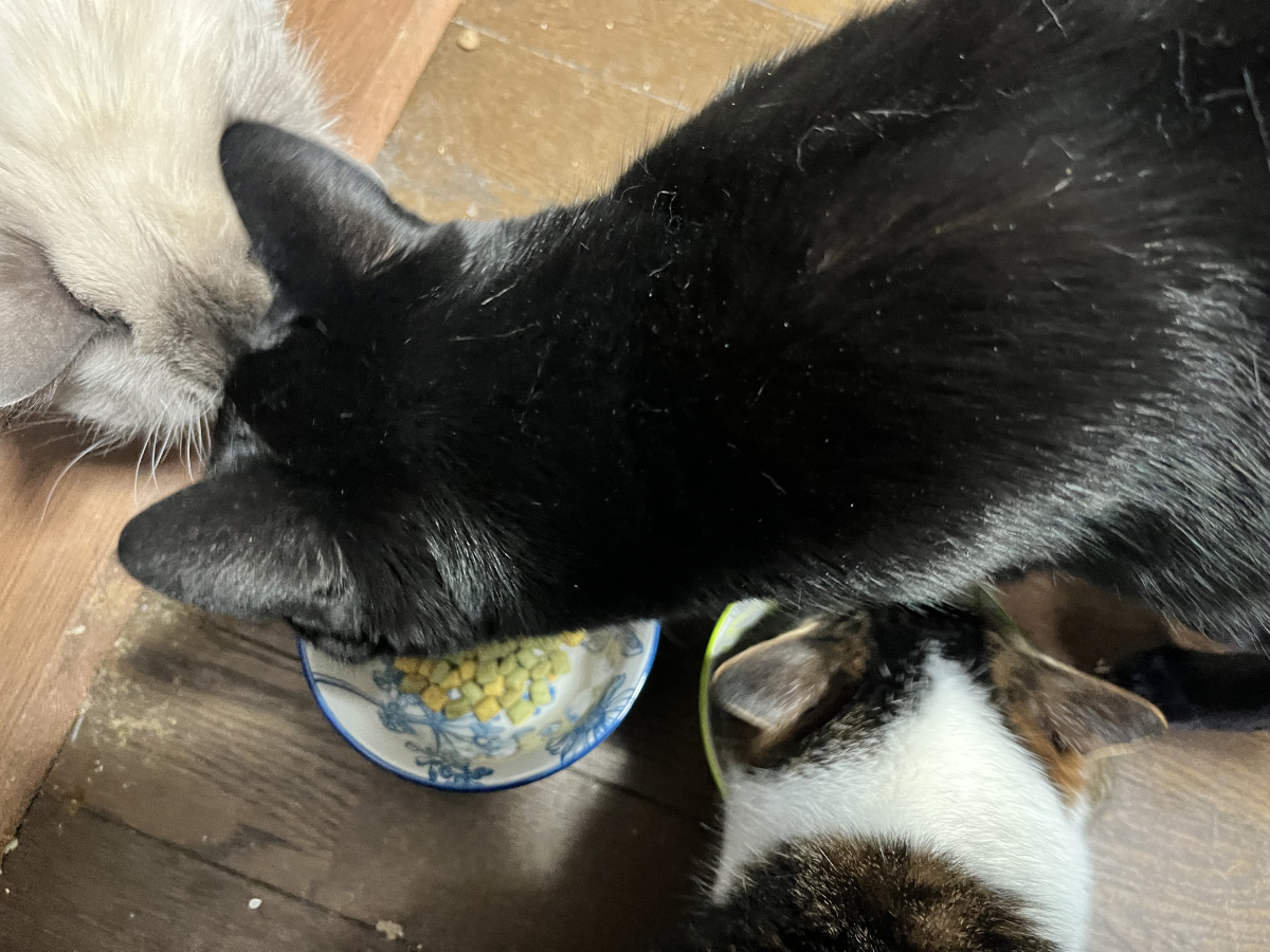 クリスピーキッス人気