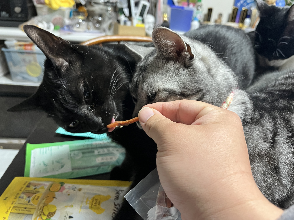 猫たちの食いつき