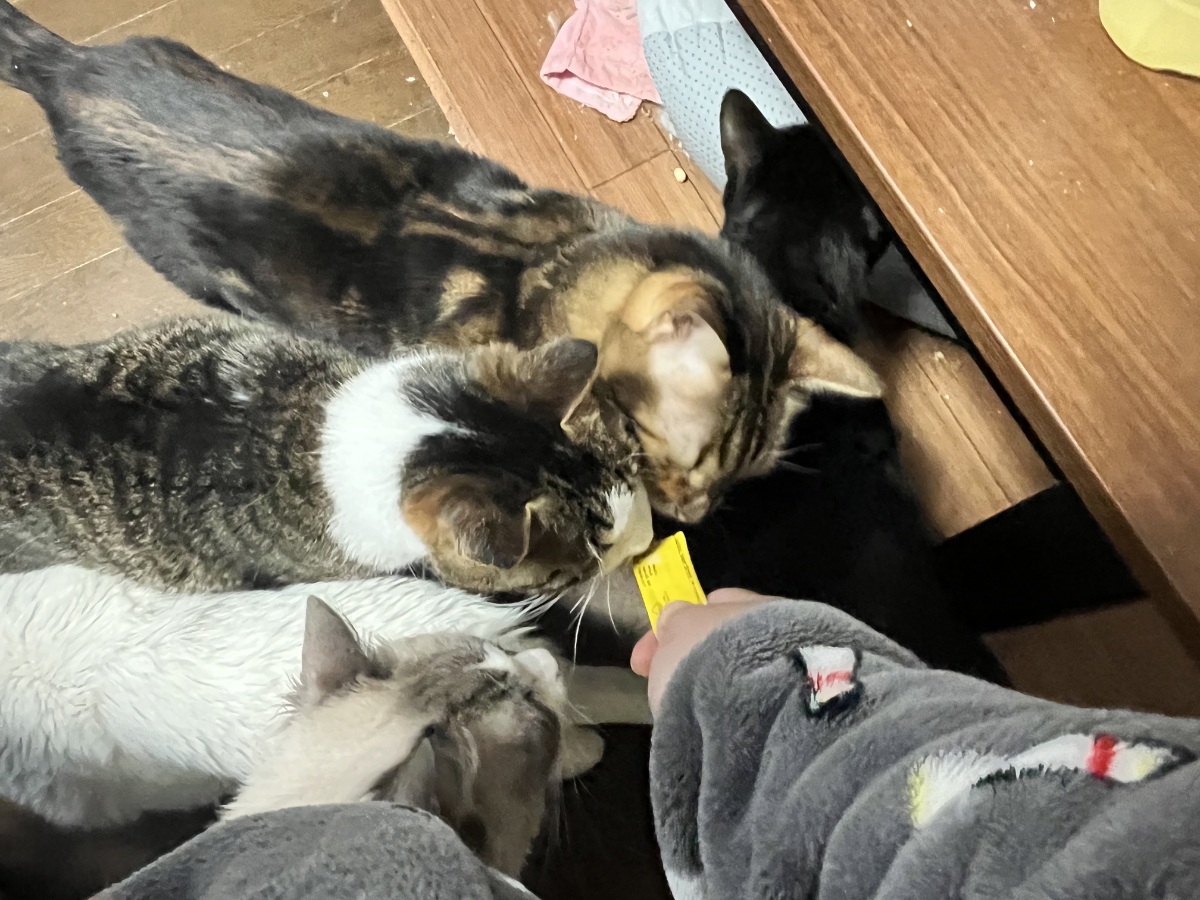 ウェット系人気