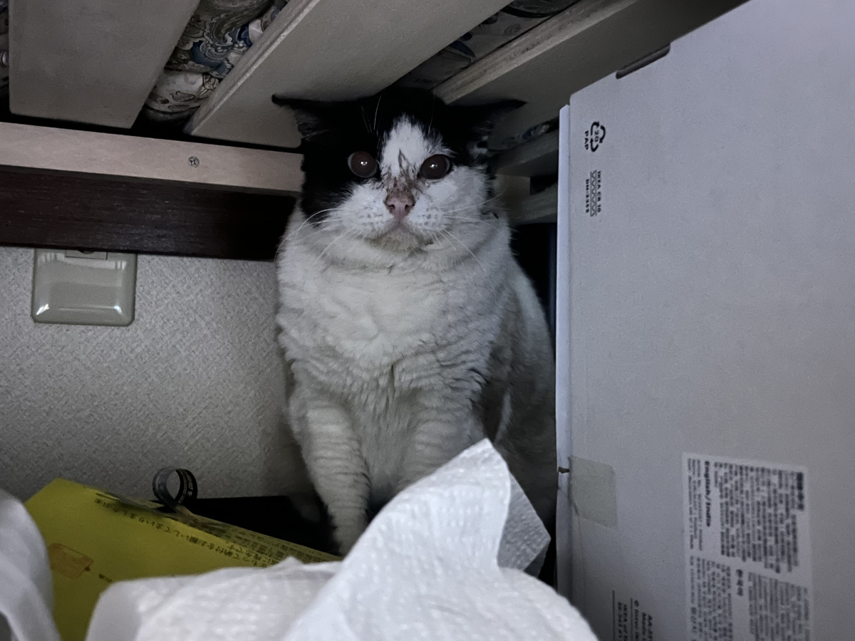 ベッド下に隠れる