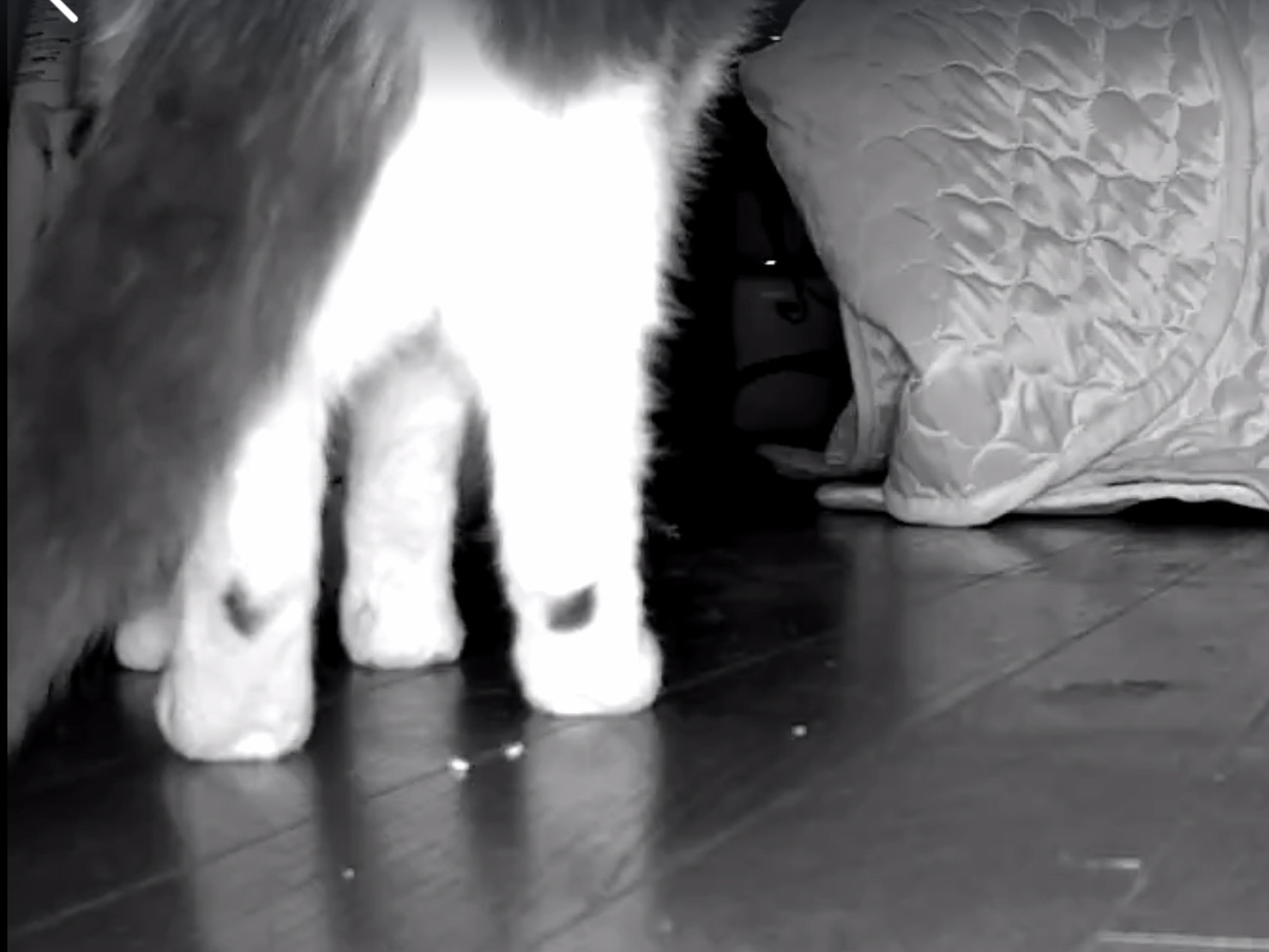 ペット見守りカメラ