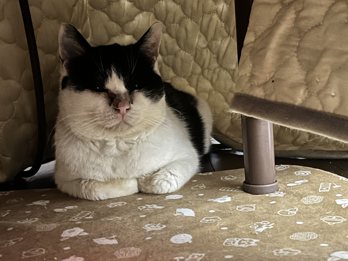 お気に召した様子