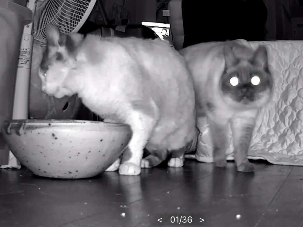 ごはんを食べまくる