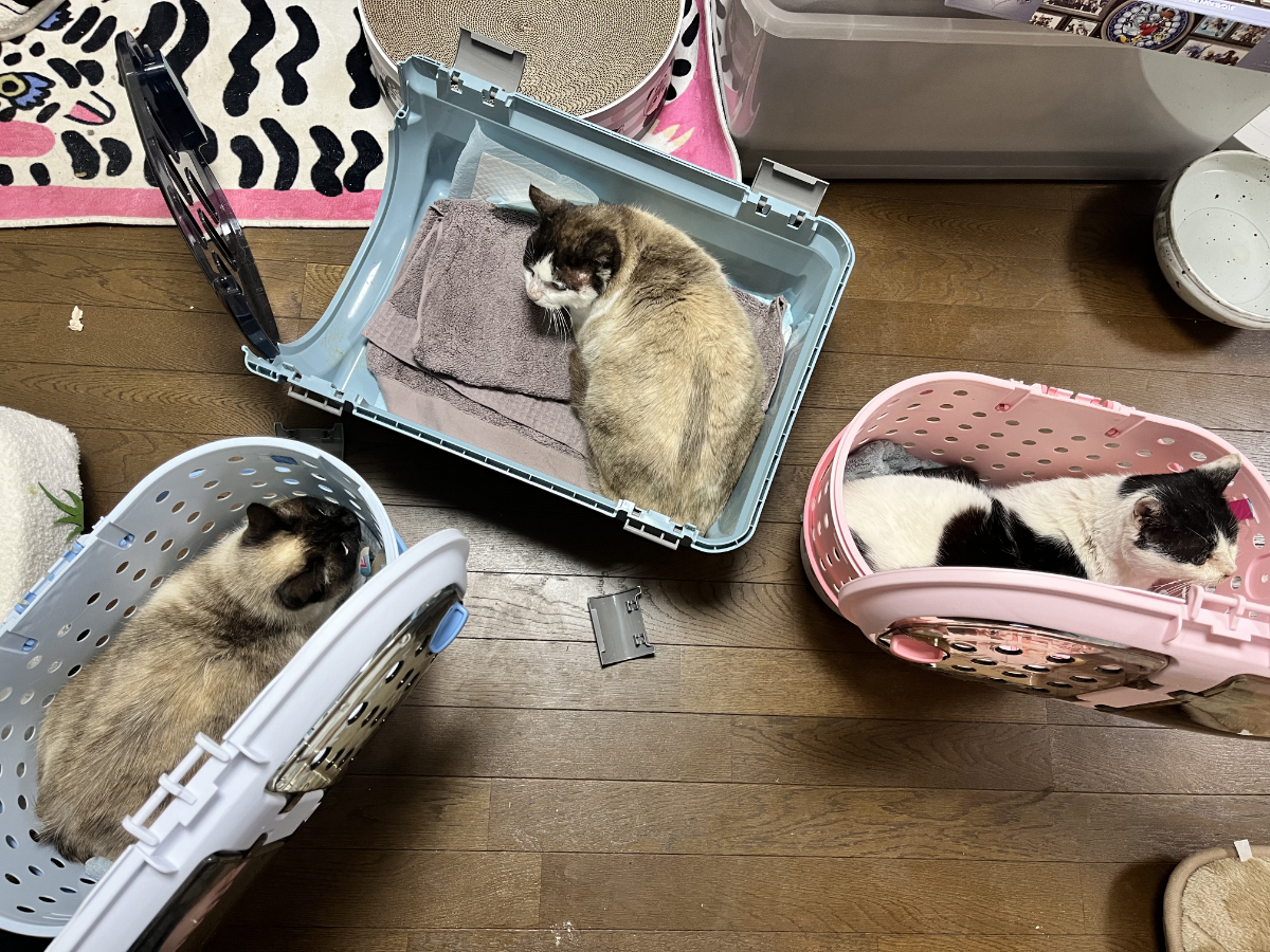 隠れる3にゃんず