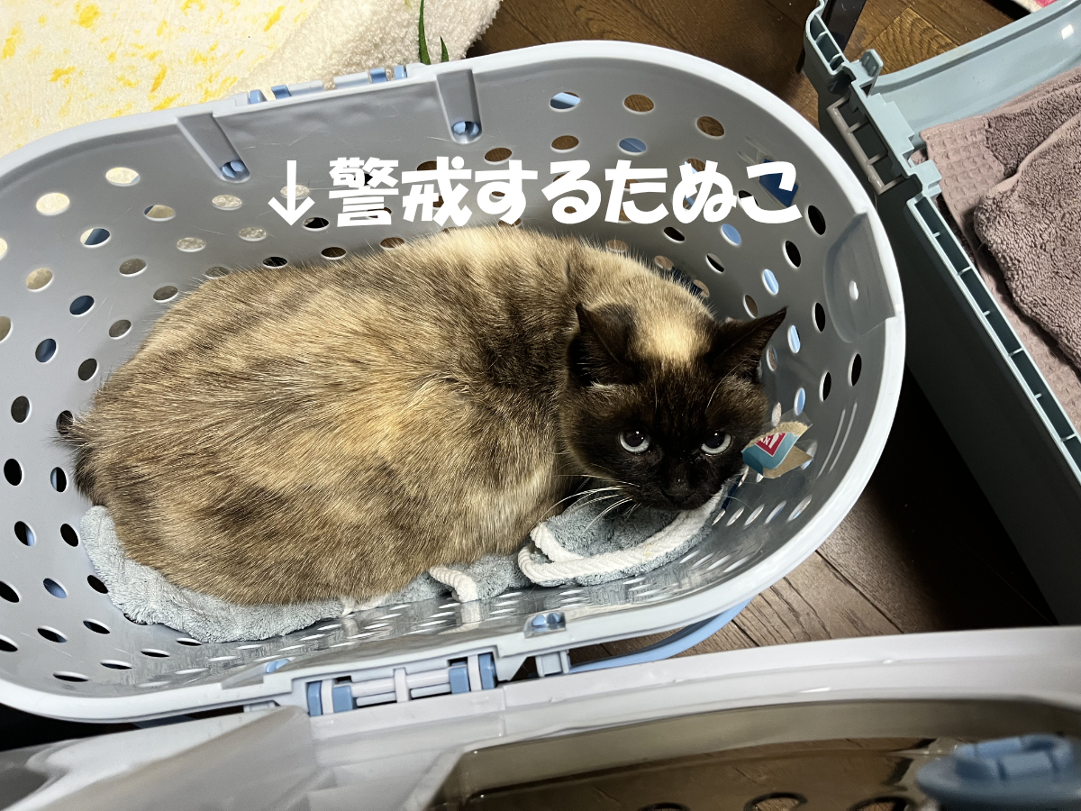 初日は控えめに