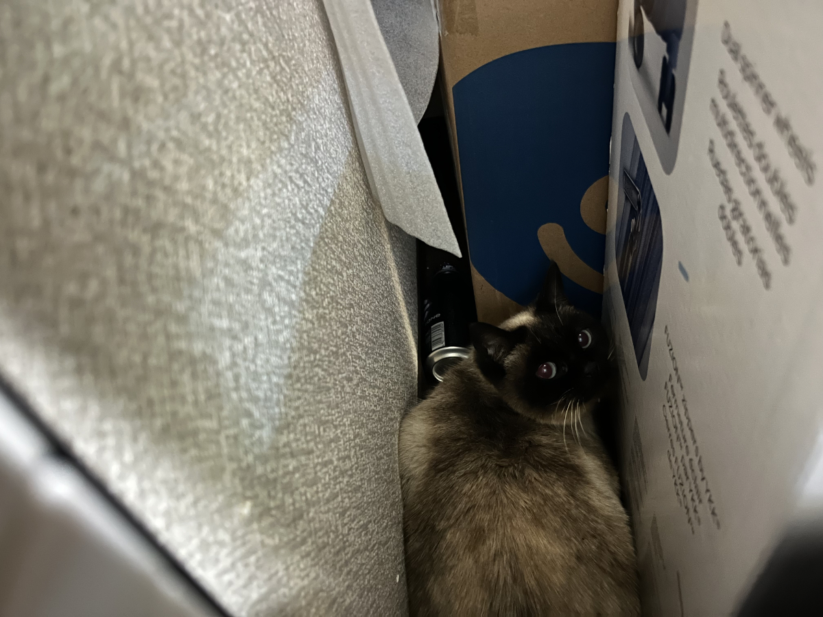 段ボールに隠れるたぬこ