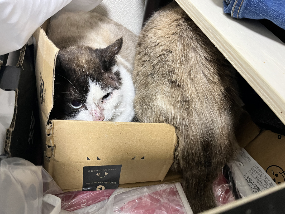 ほぼ週刊３にゃんず2 寛容にゃんなふくいち