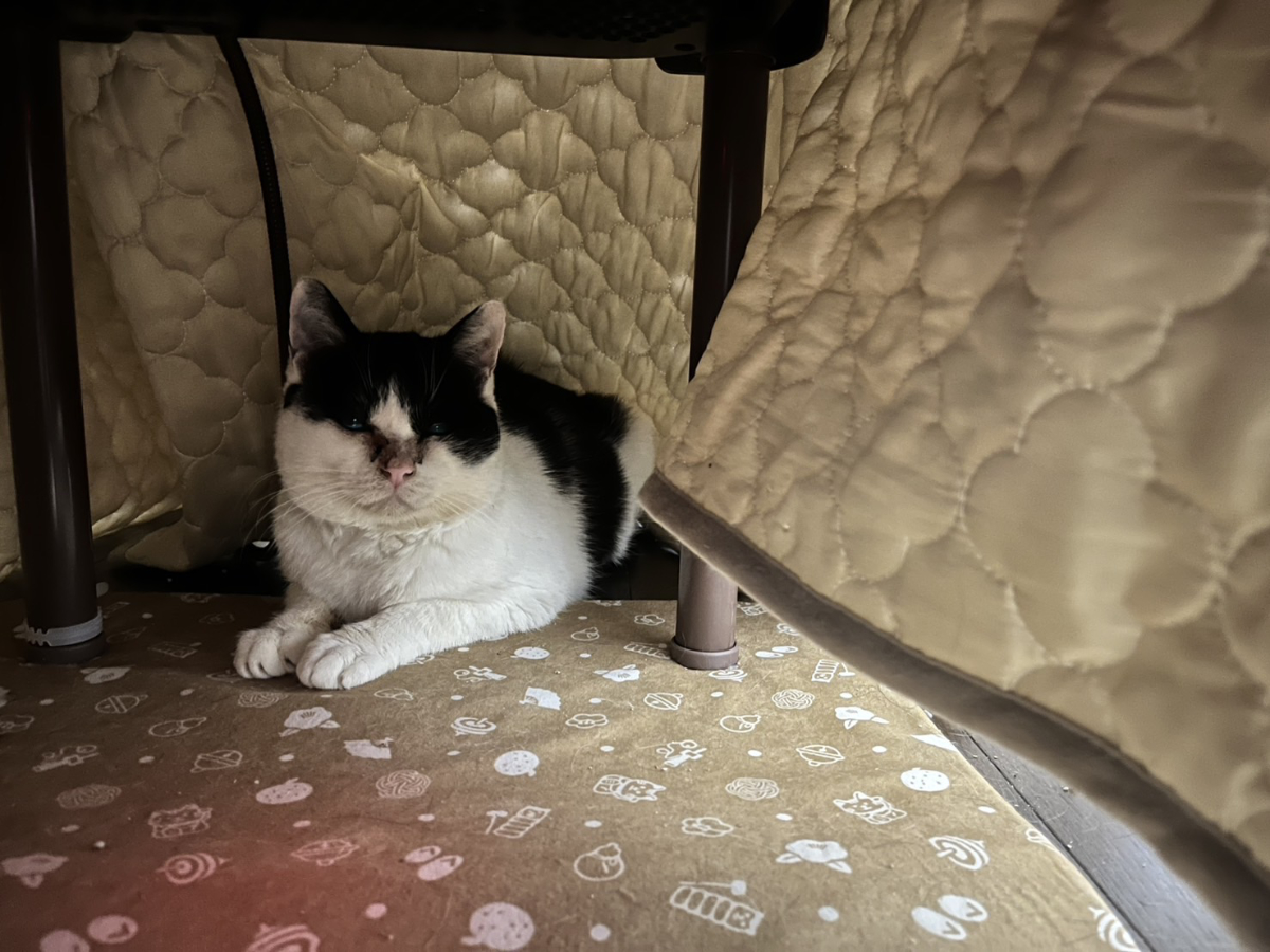 完成したキャットタワー