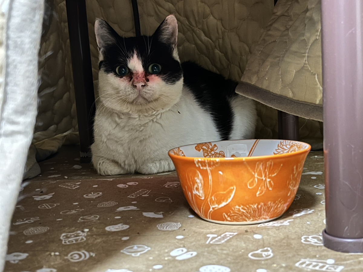 リラックスした3にゃんず