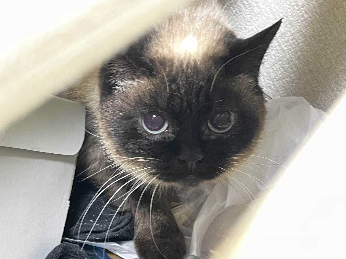 こたつでくつろぐふくいち