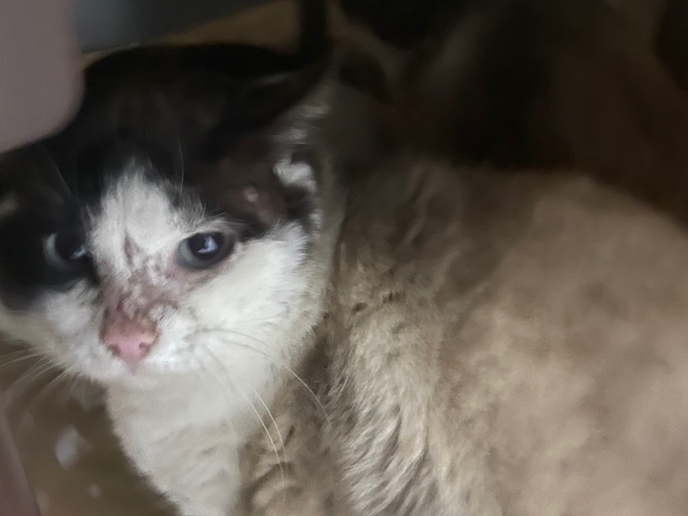 ふくいちの威厳ある姿