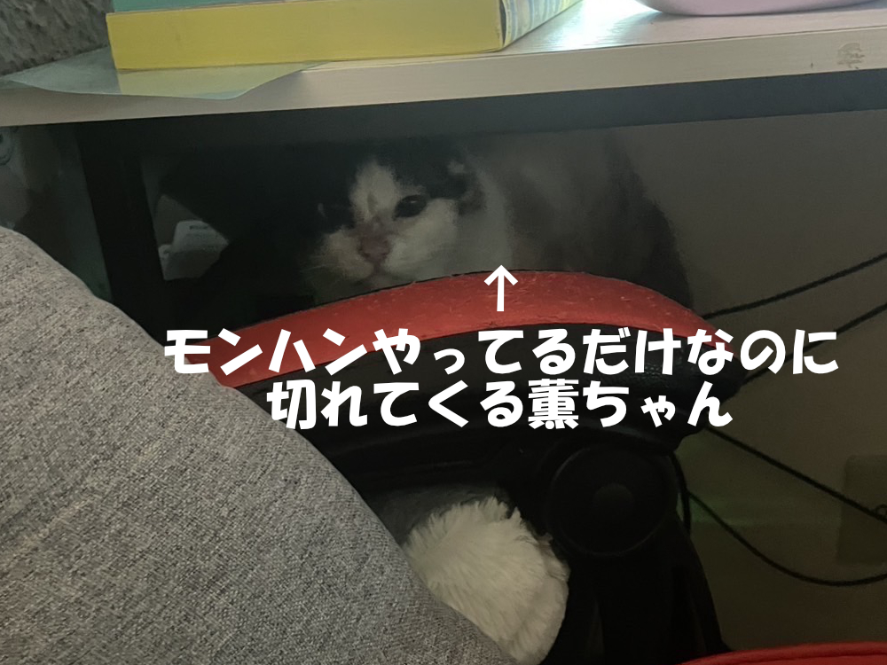 弟の部屋での3にゃんず