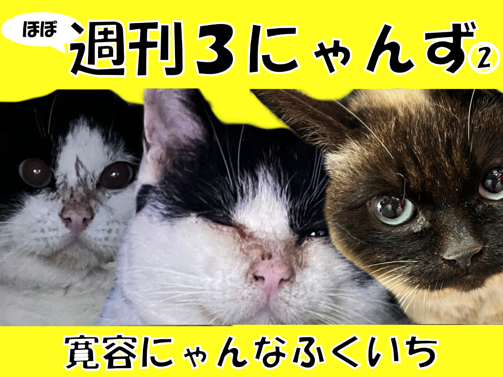 前回記事のサムネイル