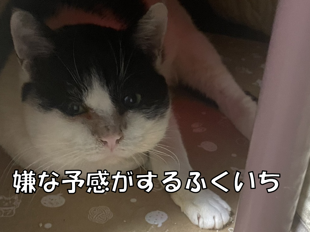 発情期について