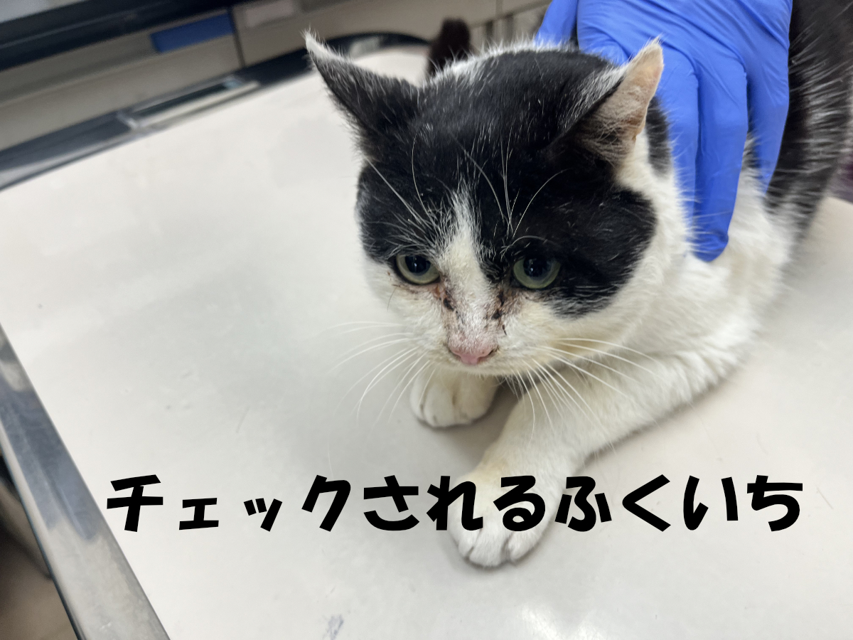 停留睾丸の説明