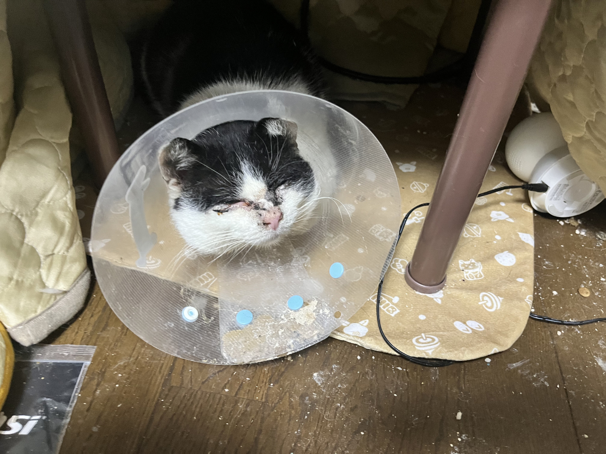 パラボラアンテナ姿