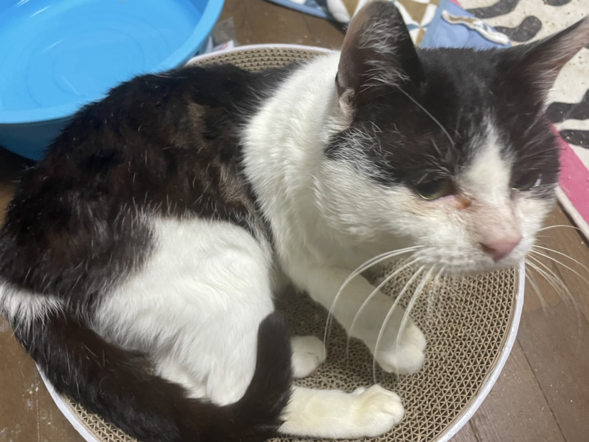 ふくいちのくつろぎ姿