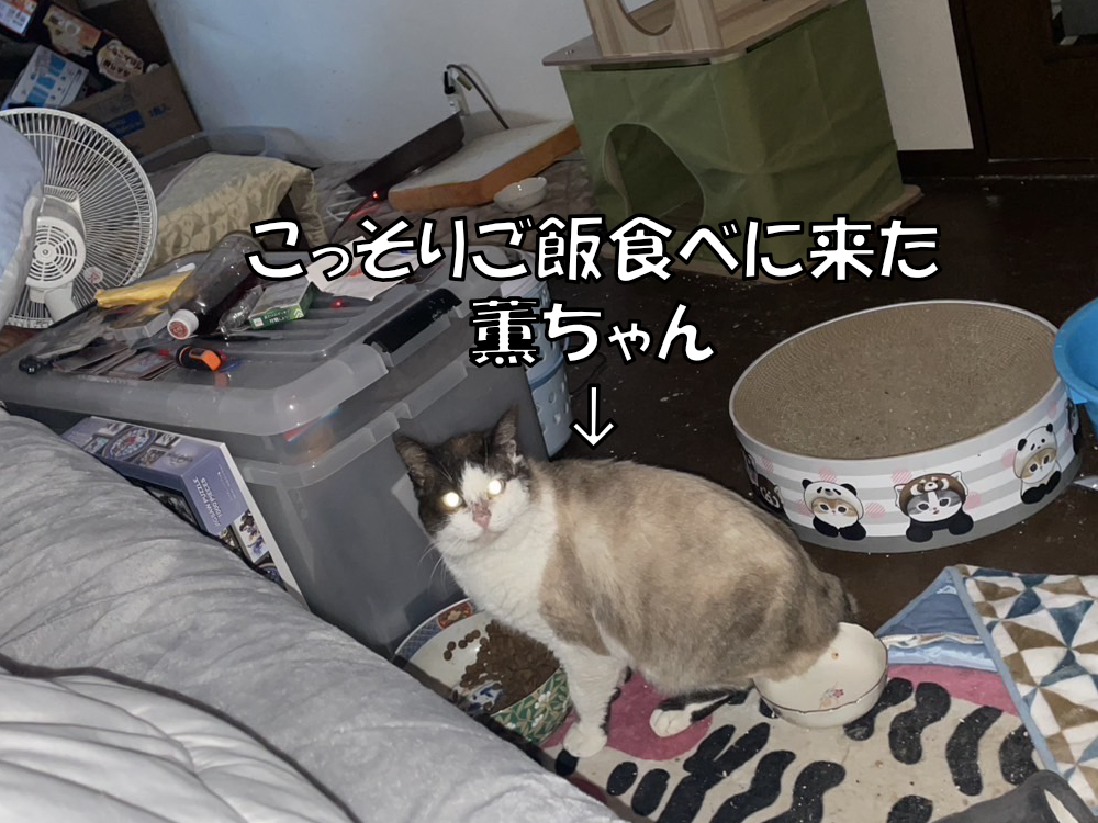 発情期のふくいち