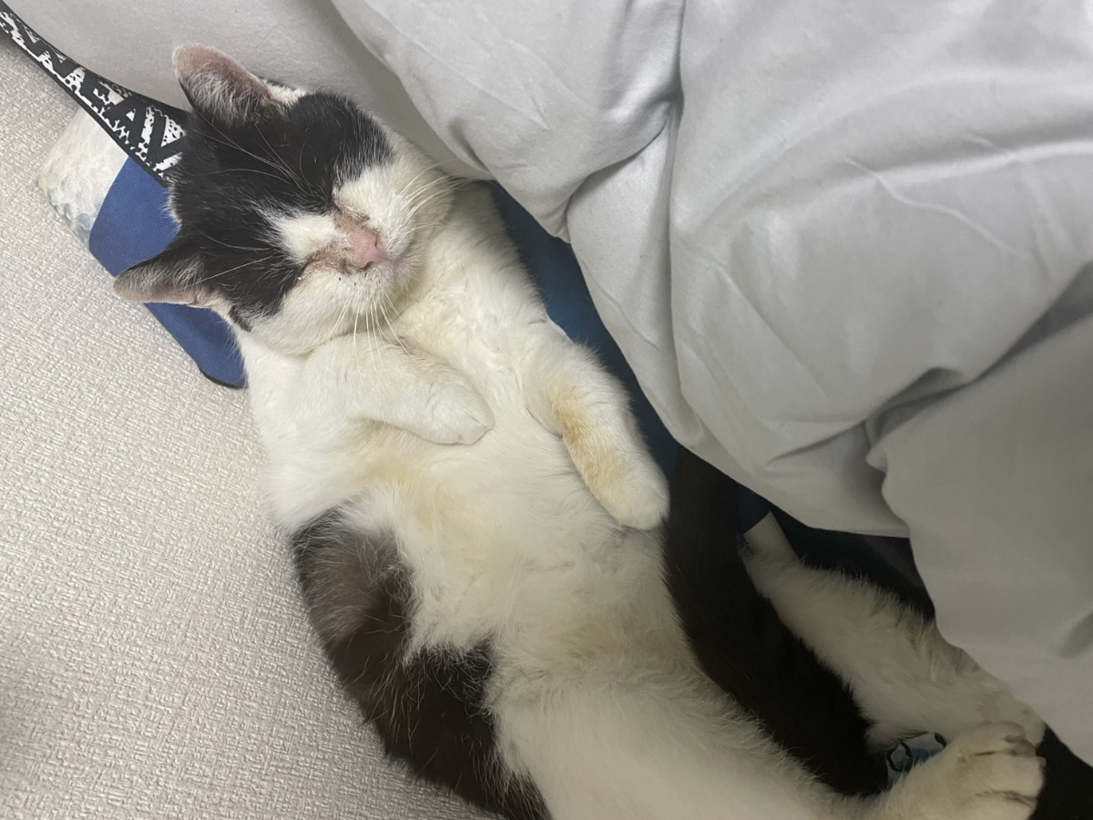 部屋を独占するふくいち