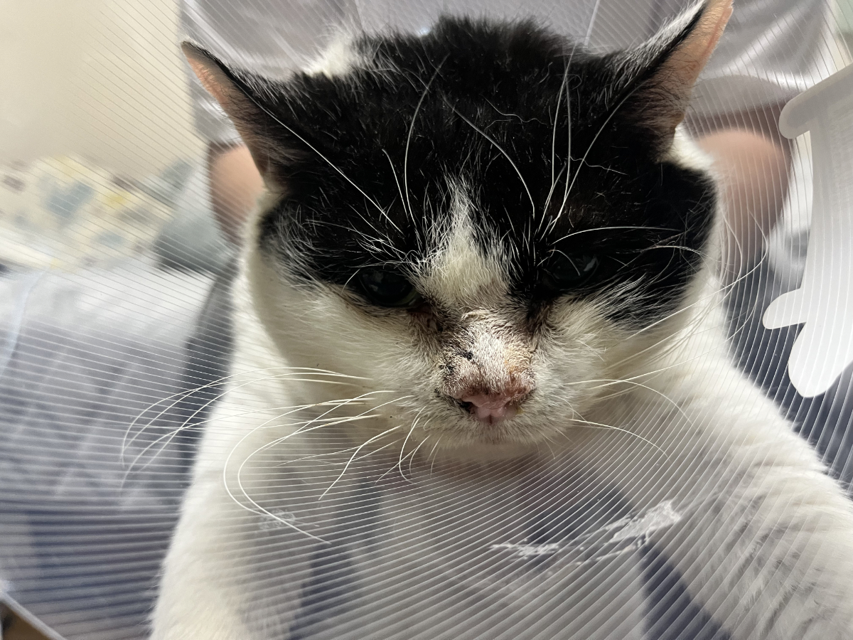 ほぼ週刊３にゃんず４ ふくいちのアンテナと薫ちゃんの春