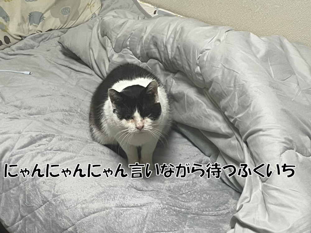 薫ちゃんの発情期開始