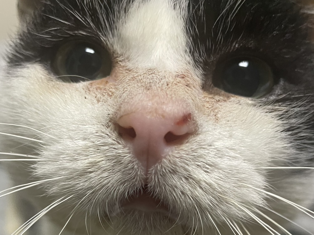 週刊３にゃんず５ おこたは暑い、お外は寒い