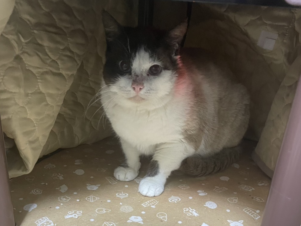 薫ちゃんとのこたつシェア