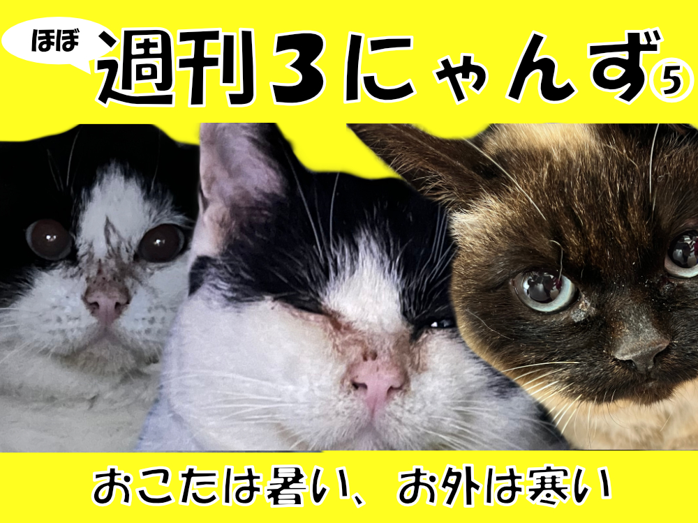 週刊３にゃんず５　おこたは暑い、お外は寒い