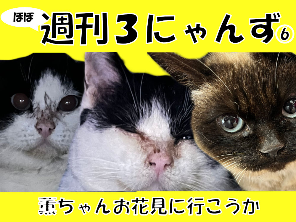 週刊３にゃんず6 薫ちゃんお花見に行こうか