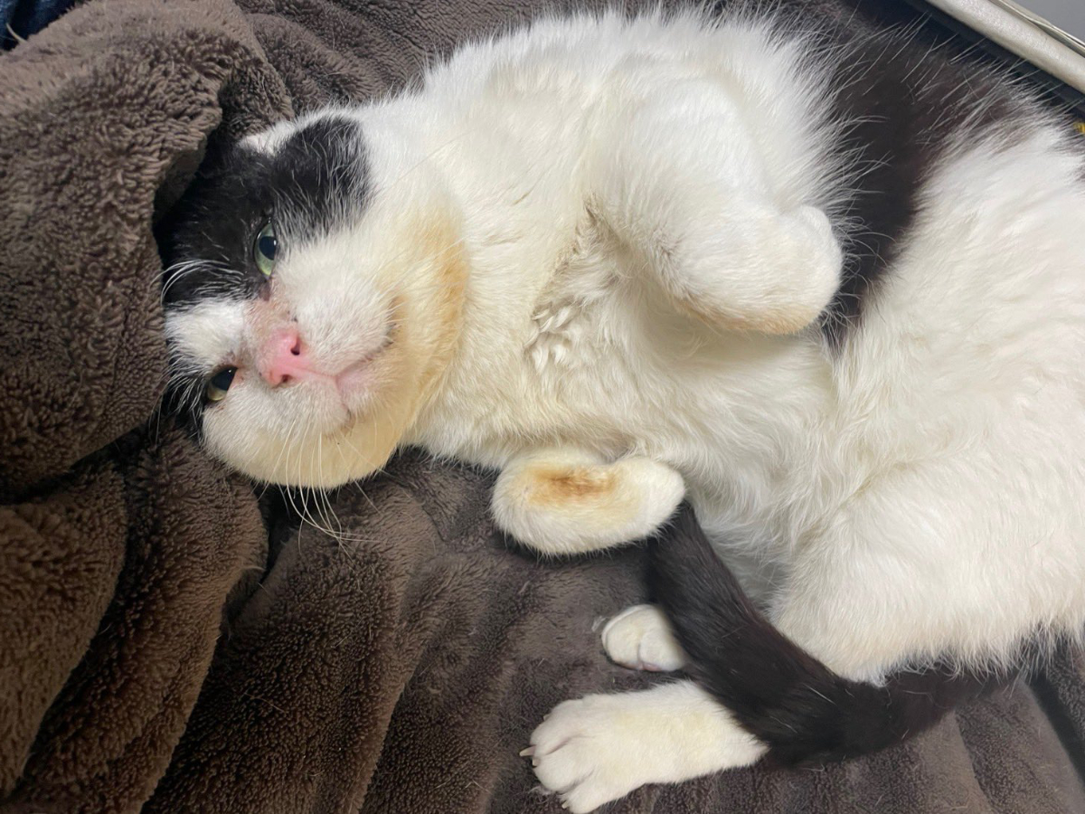 週刊３にゃんず7 さびしいふくいちととばっちりを受ける薫ちゃん