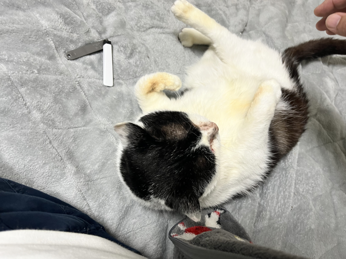 おなかを見せて甘えるふくいち