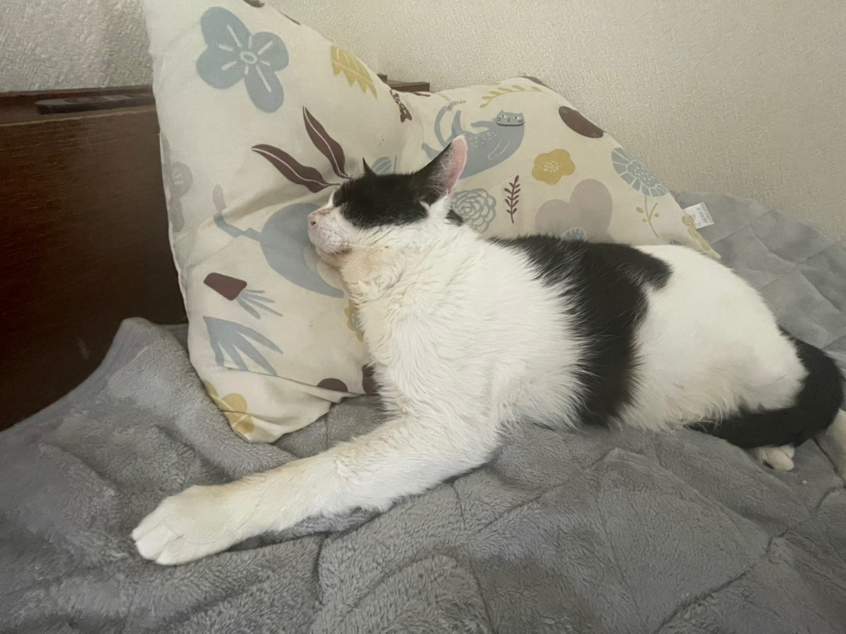 週刊３にゃんず8 ゴールデンウィークだ3にゃんず