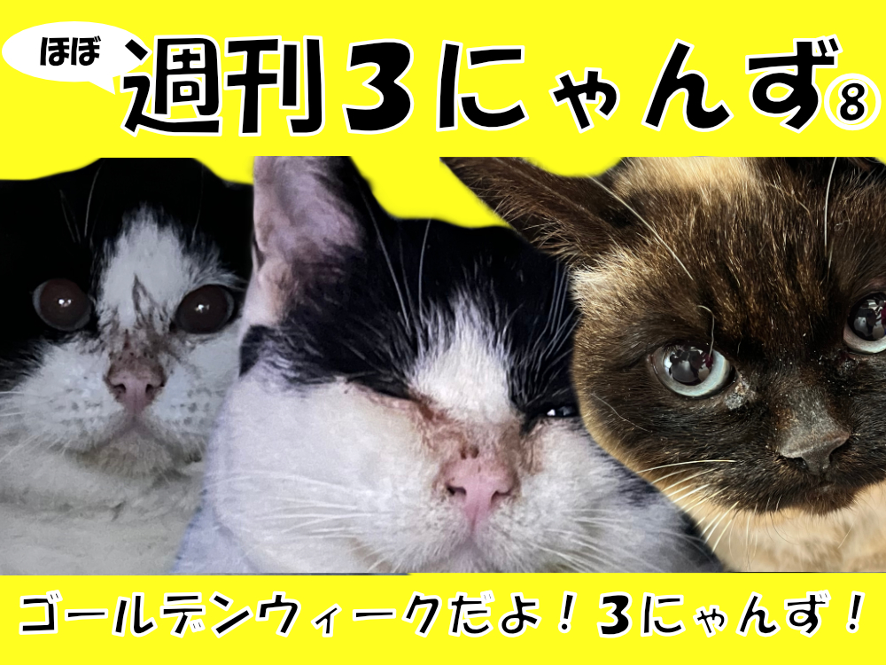 週刊３にゃんず8 GWだ３にゃんず!
