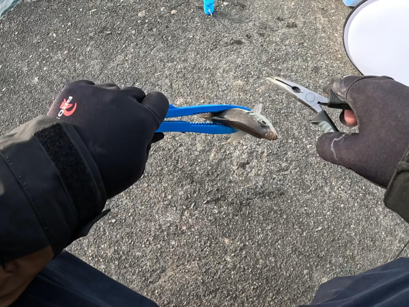 久しぶりのヒット