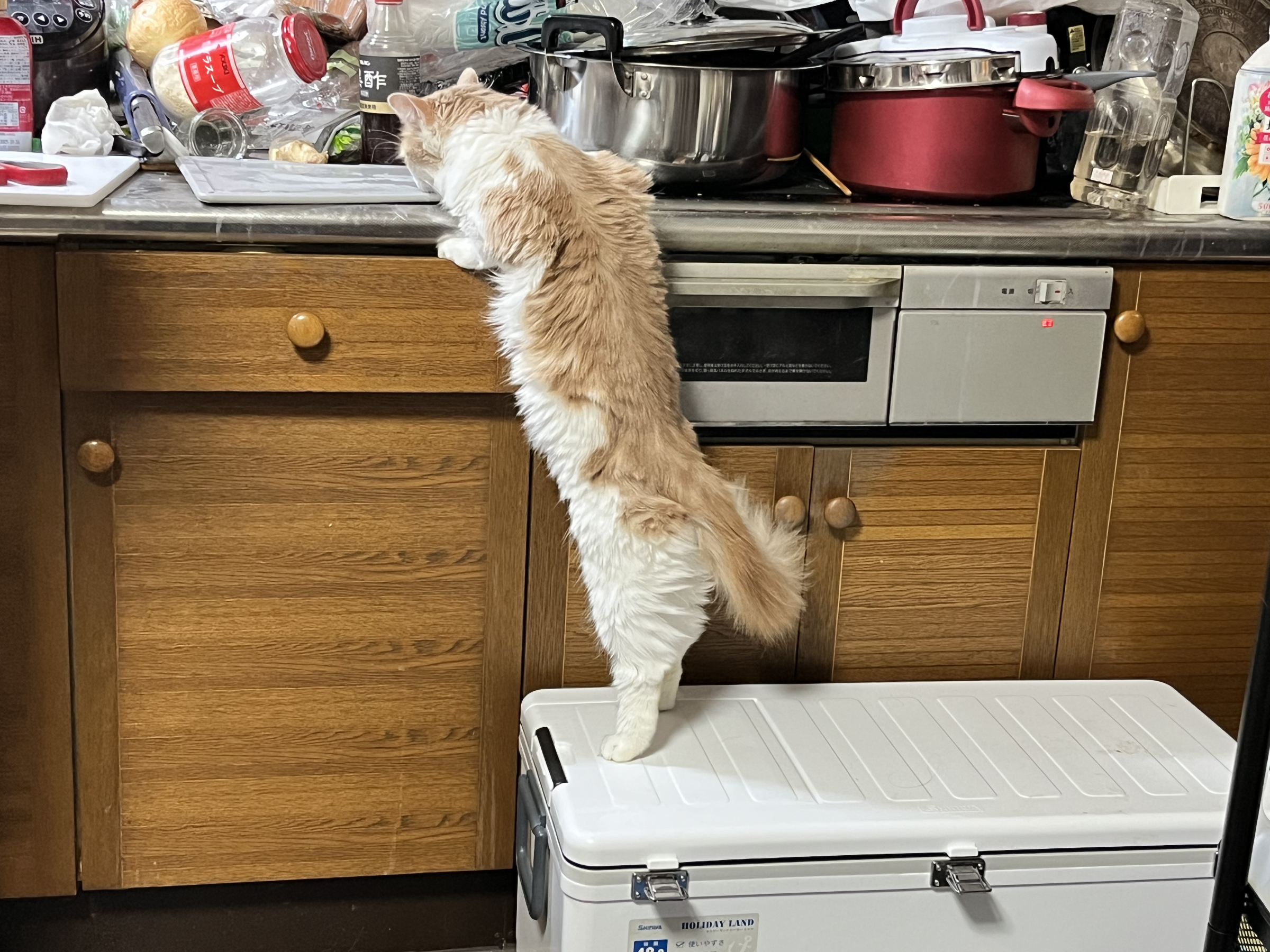 弟がぶちぎれながら捌く