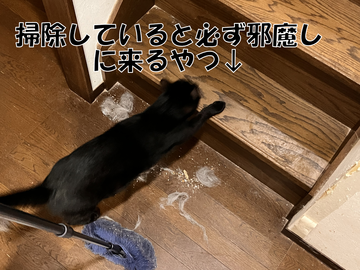 15匹の猫たち